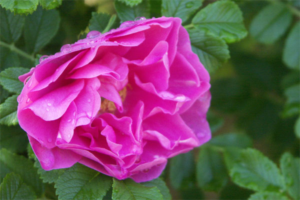 Rose, June 20, 2005