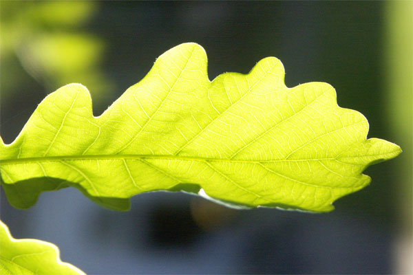 Leaf