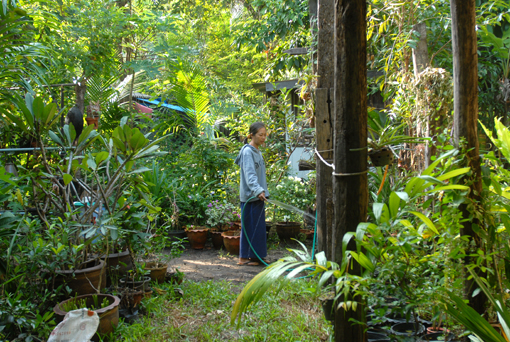 Photo of Ratchatani Asoka, Thailand